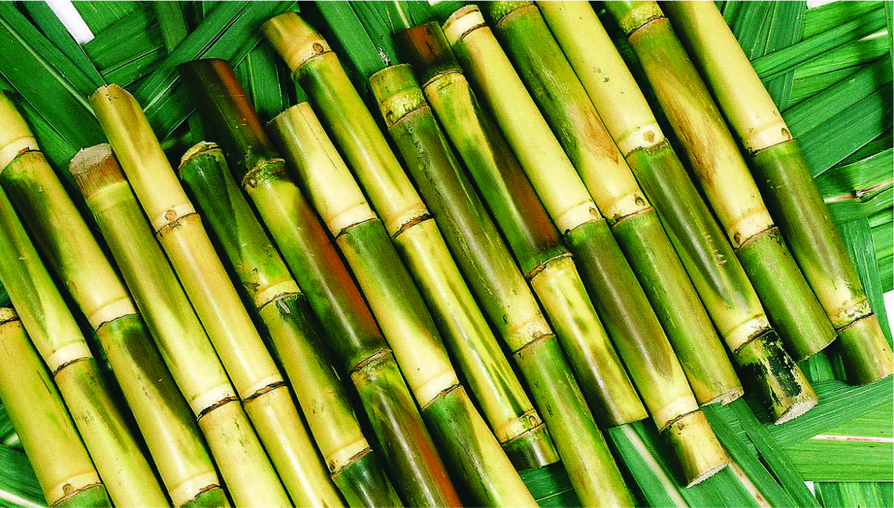 health-benefits-of-sugar-cane-juice-blackhealth-co-uk